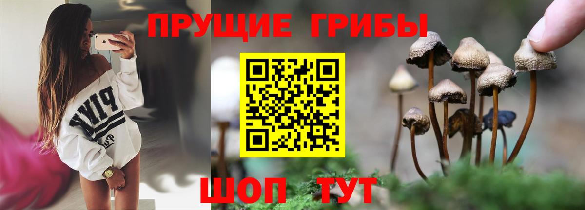 Галлюциногенные грибы Psilocybine cubensis  Вход с VPN  Псилоцибиновые грибы мицелий  Тельмана 